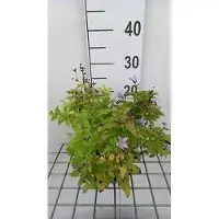 GRDplanten 6x Klokje - Campanula lact. 'Senior' | 9x9 cm pot