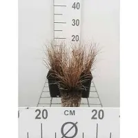 GRDplanten 6 x Carex comans 'Bronze Form' - Bronzen zegge 'Bronze Form' - Pot van 9x9 cm