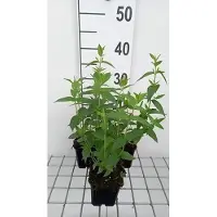 GRDplanten 6x Pycnanthemum - Pycnanthemum muticum | 9x9 cm pot