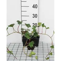 GRDplanten 12x Ierse Klimop , Atlantische Klimop - Hedera hibernica | 9x9 cm pot