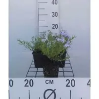 GRDplanten 6x Vlambloem - Phlox (s) 'Emerald Cushion Blue' | 9x9 cm pot