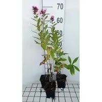 GRDplanten 6x Vlambloem - Phlox (p) 'Windsor' | 9x9 cm pot