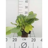 GRDplanten 6x Schoenlappersplant - Bergenia cordifolia | 9x9 cm pot