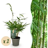 Green Boutiq - Grassen - Fargesia robusta Pingwu - Niet Woekerende Bamboe - Bladhoudend - Groen - 2 Planten - Pot 14 cm - Hoogte 35 cm