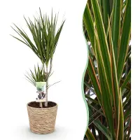 Green Boutiq - Kamerplanten - Dracaena Marginata - Drakenbloedboom - Weinig onderhoud - met mand - Groen - 1 Plant - Pot 17cm - Hoogte 70-80cm