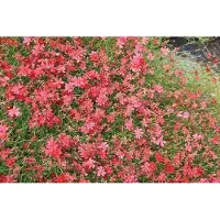 GRDplanten 6x Meisjesogen - Coreopsis hybr. 'Limerock Ruby' | 9x9 cm pot