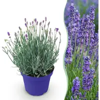 Green Boutiq - Tuinplant - Lavandula angustifolia Hidcote - Lavendel - Winterhard - Paars - 1 Plant - Pot 12cm - Hoogte 15-25cm
