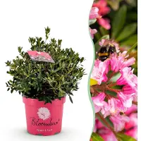 Green Boutiq - Dwerg Rhododendron - Rhododendron Bloombux Magenta - Bloeiende Buxus - Weinig Onderhoud - Roze Bloem - 1 Plant - Pot 23cm - Hoogte 45-55cm