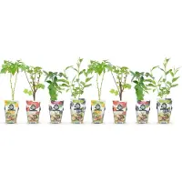 Green Boutiq - Fruitplanten - Rainbow - Rode Bes - Gele Framboos - Zwarte Braam - Blauwe Bes - Winterhard - 8 Planten - Pot 9cm