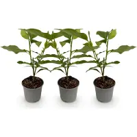 Green Boutiq - Tuinplant - Magnolia Betty - Bloem Wit - 3 Planten - Bladverliezend - Weinig Onderhoud - Pot 12cm Hoogte 30cm