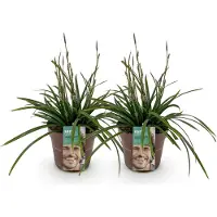 Green Boutiq - Siergrassen - Carex morrowii Irish Green - Groen & Geel - 2 Planten - Bladhoudend - Weinig Onderhoud - Pot 17cm Hoogte 50cm