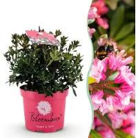Green Boutiq - Dwerg Rhododendron - Rhododendron Bloombux Magenta - Bloeiende Buxus - Weinig Onderhoud - Roze Bloem - 1 Plant - Pot 17cm - Hoogte 30-40cm