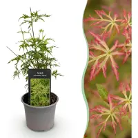 Green Boutiq - Tuinplant - Acer palmatum Seiryu - Groen 1 Plant - Bladverliezend - Weinig Onderhoud - Pot 12cm Hoogte 35cm
