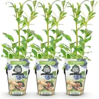 Green Boutiq - Fruitplanten - Blauwe Bes - Vaccinium corymbossum Northland - Winterhard - 3 Planten -Pot 9 cm - Blauwe Bes
