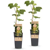 Green Boutiq - Fruitplant - Vitis vinifera Lakemont - Druivenplant - Winterhard - Goudgele Druif - 2 Planten - Pot 15cm - Hoogte 50cm