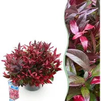 Green Boutiq - Tuinplant - Leucothoe Zeblid - Rood - 1 Plant - Groenblijvend - Weinig Onderhoud - Pot 17cm Hoogte 35 - 45cm