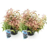 Green Boutiq - Tuinplant - Leucothoe Makijaz - Bruin - 2 Planten - Groenblijvend - Weinig Onderhoud - Pot 17cm Hoogte 35 - 45cm