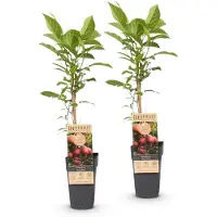 Green Boutiq - Fruitplant - Actinidia deliciosa Ken,s Red - Kiwiplant - Vrouwelijk - Rode Vrucht - 2 Planten - Pot 15cm - Hoogte 50cm