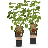 Green Boutiq - Vruchtplant - Ribes rubrum 'Jonkheer van Tets' - Bessenplant - Winterhard - Rode bes - 2 planten - Pot van 15 cm - Hoogte 50 cm