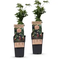 Green Boutiq - Vruchtplant - Rubus fruticosus (doornloos, altijdgroen) - Bessenstruik - Zonder doorns - Zwarte bramen - 2 planten - Pot van 15 cm - Hoogte 50 cm