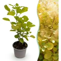 Green Boutiq - Tuinplant - Cotinus coggyria Golden Spirit - Geel - 1 Plant - Bladverliezend - Weinig Onderhoud - Pot 12cm Hoogte 35cm
