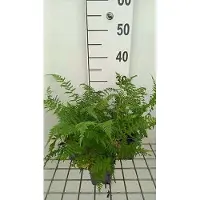 GRDplanten 6 x Athyrium filix-femina 'Lady In Red' - Rotsvaren - Pot van 9 x 9 cm