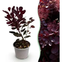 Green Boutiq - Tuinplant - Cotinus coggyria Lilla - Paars 1 Plant - Bladverliezend - Weinig Onderhoud - Pot 12cm Hoogte 35cm