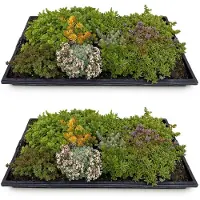 Green Boutiq - Bodembedekker - Winterhard - Sedum mat - Bestaat uit 10 soorten - X2 - Weinig Onderhoud - Lengte 50cm Breedte 30cm
