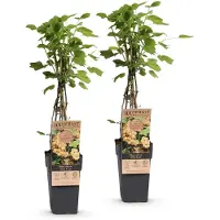 Green Boutiq - Fruitplant - Ribes rubrum 'Witte Parel' - Bessenplant - Winterhard - Witte bessen - 2 planten - Pot van 15 cm - Hoogte 50 cm