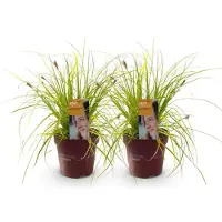 Green Boutiq - Siergrassen - Carex oshimensis Everillo - Geel - 2 Planten - Bladhoudend - Weinig Onderhoud - Pot 17cm Hoogte 50cm