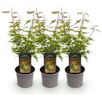 Green Boutiq - Tuinplant - Acer palmatum Phoenix - Roze - 3 Planten - Bladverliezend - Weinig Onderhoud - Pot 12cm Hoogte 35cm