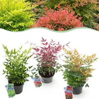 Green Boutiq - Tuinplant - Nandina Tricolour - Geel & Rood & Oranje - 3 Planten - Groenblijvend - Weinig Onderhoud - Pot 17cm Hoogte 35 - 45cm