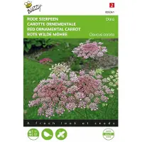 Buzzy seeds Rode sierpeen Dara - (Daucus carota)