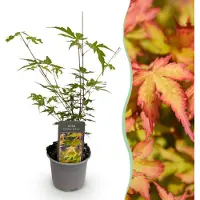 Green Boutiq - Tuinplant - Acer palmatum Sangokaku - Groen - 1 Plant - Bladverliezend - Weing Onderhoud - Pot 12cm Hoogte 35cm
