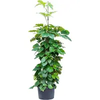 Fleurdirect Hydroplant Tetrastigma Voinierianum