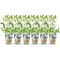 Green Boutiq - Fruitplanten - Blauwe Bes - Vaccinium corymbossum Bluegold - Winterhard - 6 Planten - Pot 9 cm - Blauwe Bes