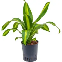 Fleurdirect Hydroplant Dracaena Fragrans Burley