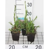 GRDplanten 6x cuculi - Koekoeksbloem - Lychnis flos | 9x9 cm pot