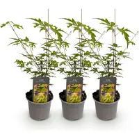 Green Boutiq - Tuinplant - Acer palmatum Sangokaku - Groen - 3 Planten - Bladverliezend - Weing Onderhoud - Pot 12cm Hoogte 35cm