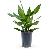 Fleurdirect Hydroplant Dracaena Fragrans Janet Lind