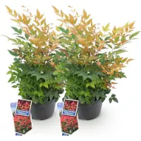 Green Boutiq - Tuinplant - Nandina Gulfstream - Oranje - 2 Planten - Groenblijvend - Weinig Onderhoud - Pot 17cm Hoogte 35 - 45cm
