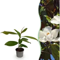 Green Boutiq - Tuinplant - Magnolia grandiflora - Bloem Wit - 1 Plant - Bladhoudend - Weinig Onderhoud - Pot 12cm Hoogte 30cm