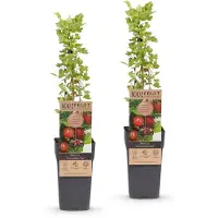 Green Boutiq - Fruitplant - Ribes uva-crispa Hinnonmäki Röd - Bessenstruik - Winterhard - Rode bes - 2 planten - Pot van 15 cm - Hoogte 50 cm