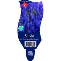 Griffioen - Salvia nem. 'Sens. Special Blue Bicolor'