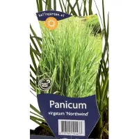 Griffioen - Panicum virg. 'Northwind'
