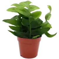 Exotenherz Epiphyllum anguliger chrysocardium - zaagbladcactus - 12 cm
