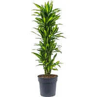 Plantenwinkel.nl Dracaena cintho XL kamerplant
