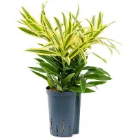 Fleurdirect Hydroplant Pleomele (Dracaena) Reflexa Song Of Sri Lanka