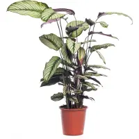 Intratuin Calathea (Calathea Majestica 'Whitestar') D 19 H 80 Cm