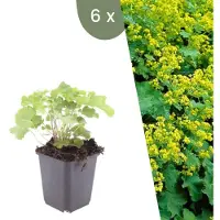 Frank GmbH | 6 Vrouwenmantel Planten | Alchemilla mollis | Winterharde bodembedekker planten | tuinplanten | Winterharde vaste planten meerjarig | Winterharde tuinplanten